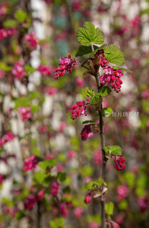 花园里的开花醋栗或红醋栗(Ribes sanguineum)植物